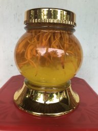 Phi Hải